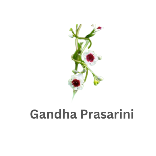 ब्रांड लोगो
