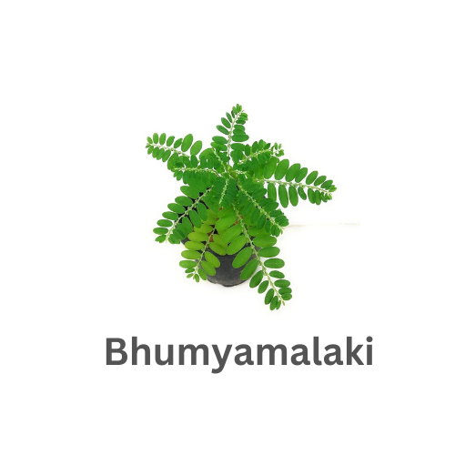 ब्रांड लोगो